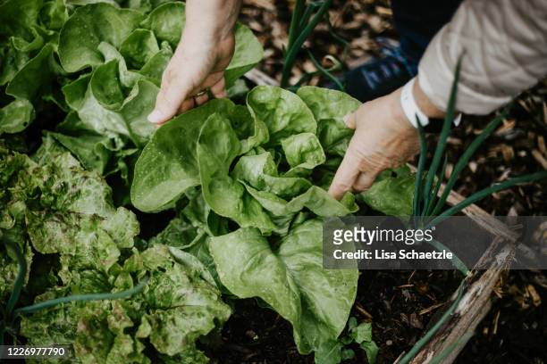 harvest salad in the garden - lettuce stock pictures, royalty-free photos & images