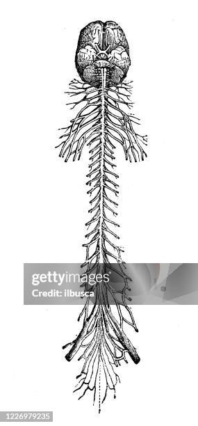 antique illustration: human nervous system - spinal cord cross section stock illustrations