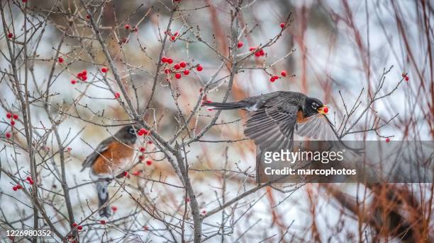 american robins (turdus migratorius),american robin. - american robin stock pictures, royalty-free photos & images