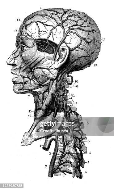 antike illustration: kopfvenen und arterien - biomedizinische illustration stock-grafiken, -clipart, -cartoons und -symbole