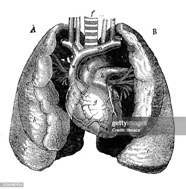 antique illustration: heart and lungs - operating center stock illustrations