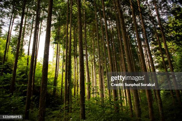 cedar forest on nakasendo between magome and tsumago - cedro foto e immagini stock