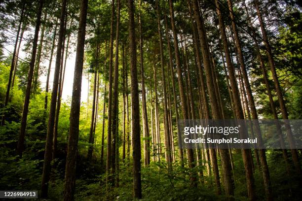 cedar forest on nakasendo between magome and tsumago - cedar tree bildbanksfoton och bilder