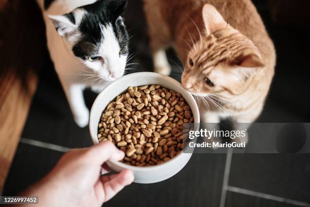 comida para gatos y dos gatos - animal feed fotografías e imágenes de stock