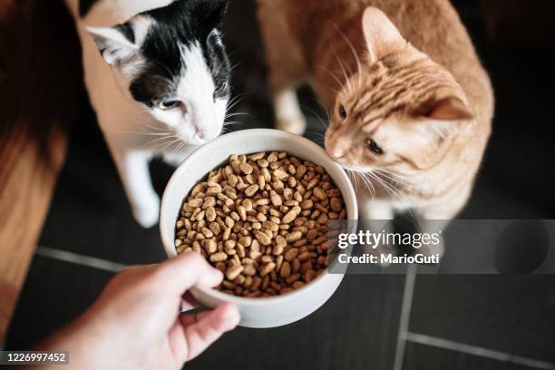 nourriture de chat et deux chats - nourrir photos et images de collection