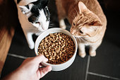 Cat food and two cats