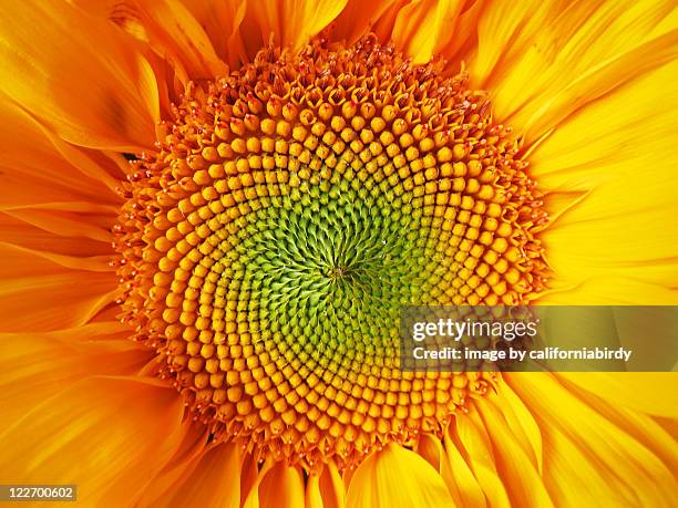 fibonacci sunflower - fibonacci stock pictures, royalty-free photos & images