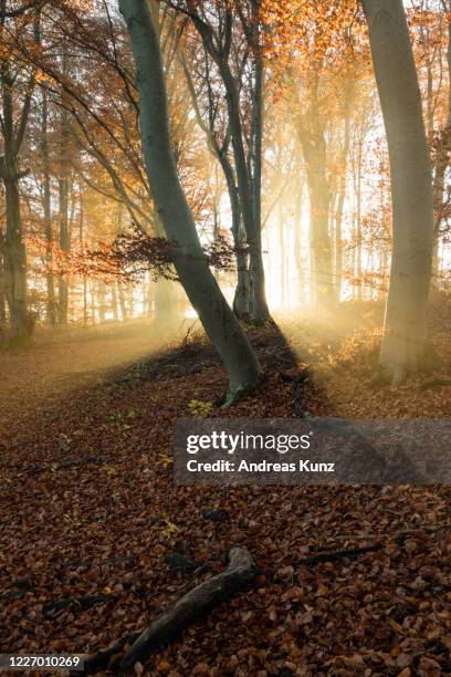 wald mit sonnenstrahlen im herbst bei einem wald bei schloss hohenzollern in deutschland - sonnenstrahlen stock pictures, royalty-free photos & images