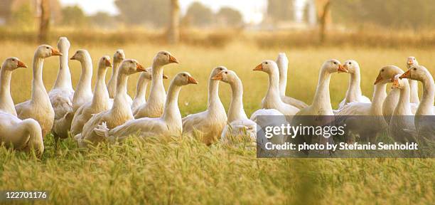 flock of geese - gandee stock pictures, royalty-free photos & images