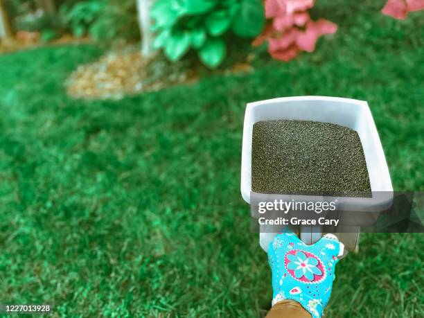 handheld spreader filled with lawn fertilizer - lawn fertilizer stock pictures, royalty-free photos & images