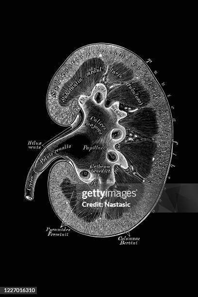 Kidney Section Human Kidney Cross Section Photos and Premium High Res Pictures - Getty ...