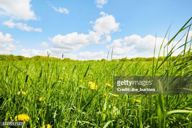 fresh green meadow and sunny blue sky with clouds in spring - meadow forest ストックフォトと画像