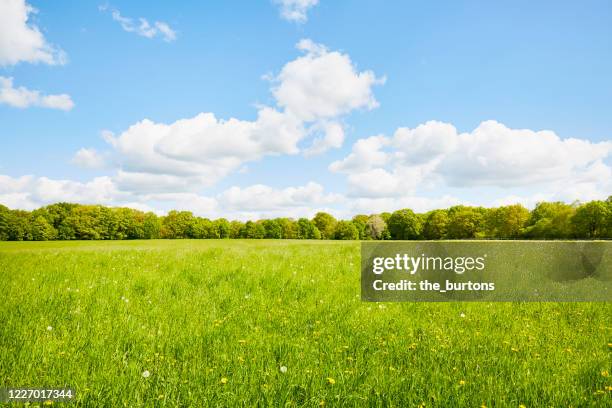 fresh green meadow, trees, blue sky and clouds in springtime - field blue sky fotografías e imágenes de stock