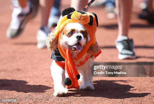 53 San Francisco Giants Panda Stock Photos, High-Res Pictures, and Images -  Getty Images