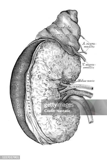 右腎和腎上腺 - human gland 幅插畫檔、美工圖案、卡通及圖標