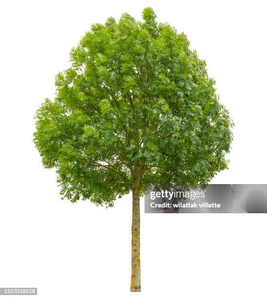 green tree  on a white background - single tree branch stock pictures, royalty-free photos & images