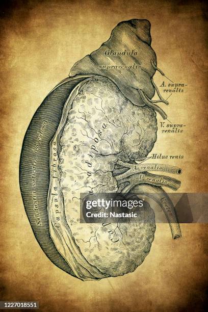 the right kidney and adrenal gland - kidney donation stock illustrations