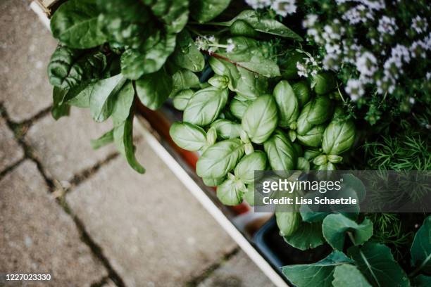 fresh herbs grow in the garden - kräutergarten stock-fotos und bilder