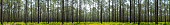 Panorama of backlit pine forest with saw palmetto understory