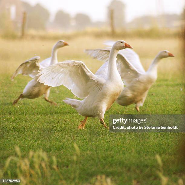 goose ballet - goose foto e immagini stock