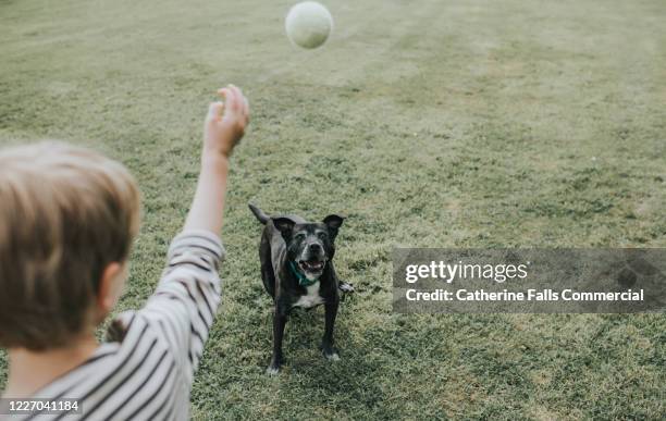 fetch! - dog and ball photos et images de collection