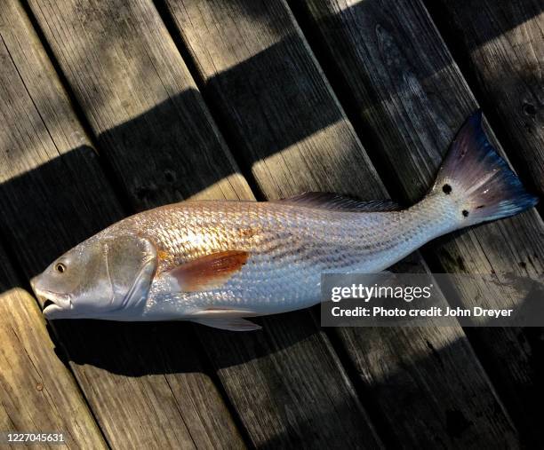 Redfish Images 1,114 Redfish Stock Photos, High-Res Pictures, and Images - Getty Images