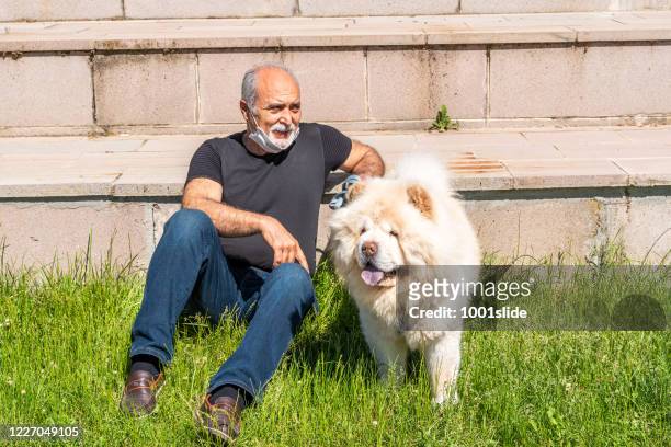 active senior man lying down with dog on the grasses in park on curfew free day, under curfew in coronavirus period in ankara - samoyed stock pictures, royalty-free photos & images