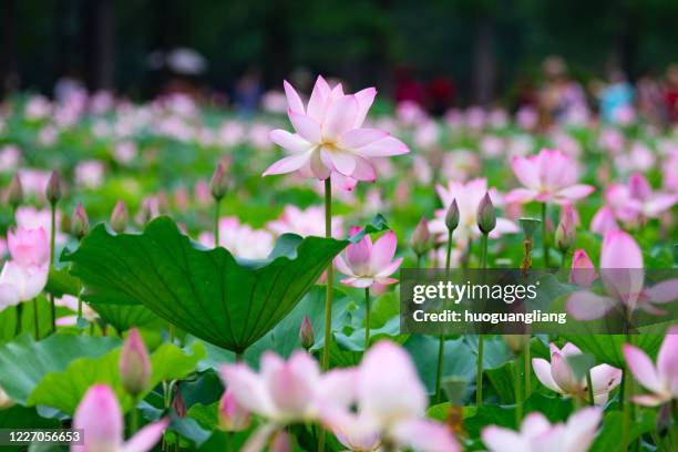 the lotus flowers bloom in summer - theravada stock pictures, royalty-free photos & images
