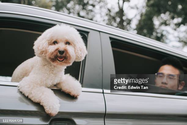 a toy poodle inside the car with his owner - dog in car window stock pictures, royalty-free photos & images