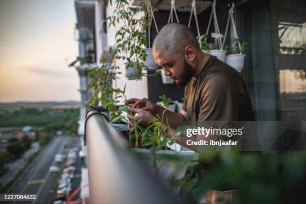 jardinería casera en el balcón - jardín urbano fotografías e imágenes de stock