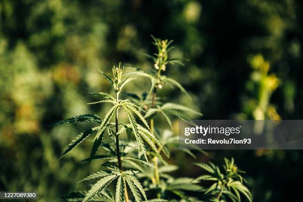 high angle view of marijuana leaves - hemp stock pictures, royalty-free photos & images