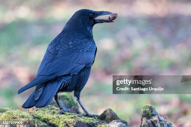 carrion crow (corvus corone) with an acorn on its beak - dead crow stock pictures, royalty-free photos & images