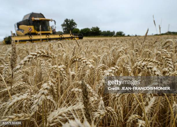 French farmer harvests "Chevignon" a tender bread-making winter wheat, at Souance-au-Perche, near Nogent-le-Rotrou in cental France, on July 14, 2020.