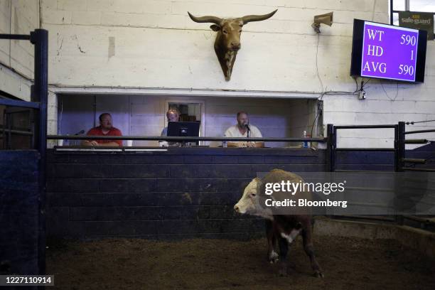 Cow is displayed for sale during an auction at the Kentucky-Tennessee Livestock Market in Cross Plains, Tennessee, U.S., on Monday, July 13, 2020....