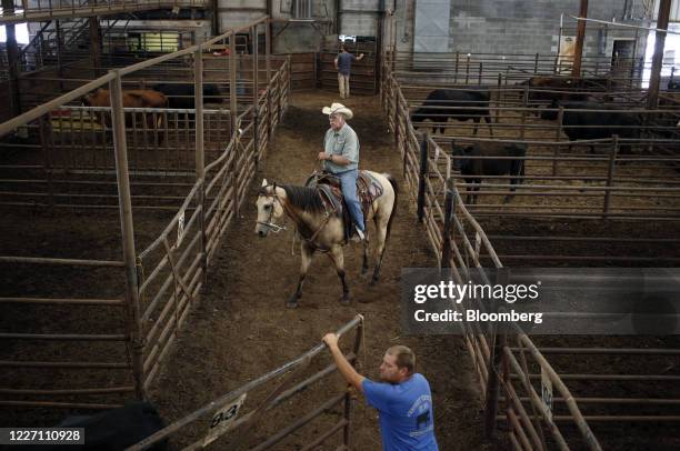 Cowboy guides a cow inside a corral after being sold during an auction at the Kentucky-Tennessee Livestock Market in Cross Plains, Tennessee, U.S.,...