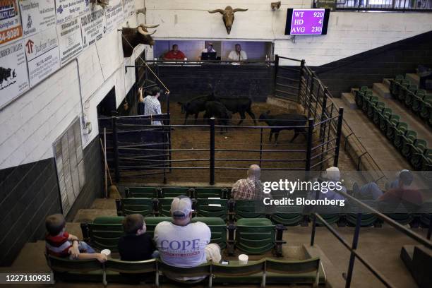 Attendees watch as cows are displayed for sale during an auction at the Kentucky-Tennessee Livestock Market in Cross Plains, Tennessee, U.S., on...