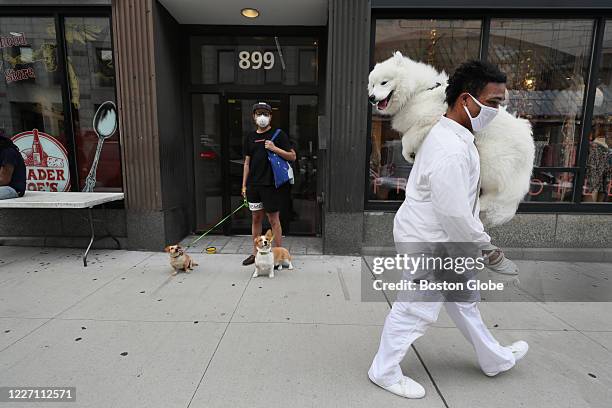 Snow Rune carries his one-year-old Samoyed, named Yuki, on Boylston Street in Boston on July 10, 2020. He is still training the dog who gets nervous...