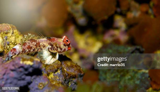 scooter blenny - (synchiropus ocellatus) - trimma okinawae stock pictures, royalty-free photos & images
