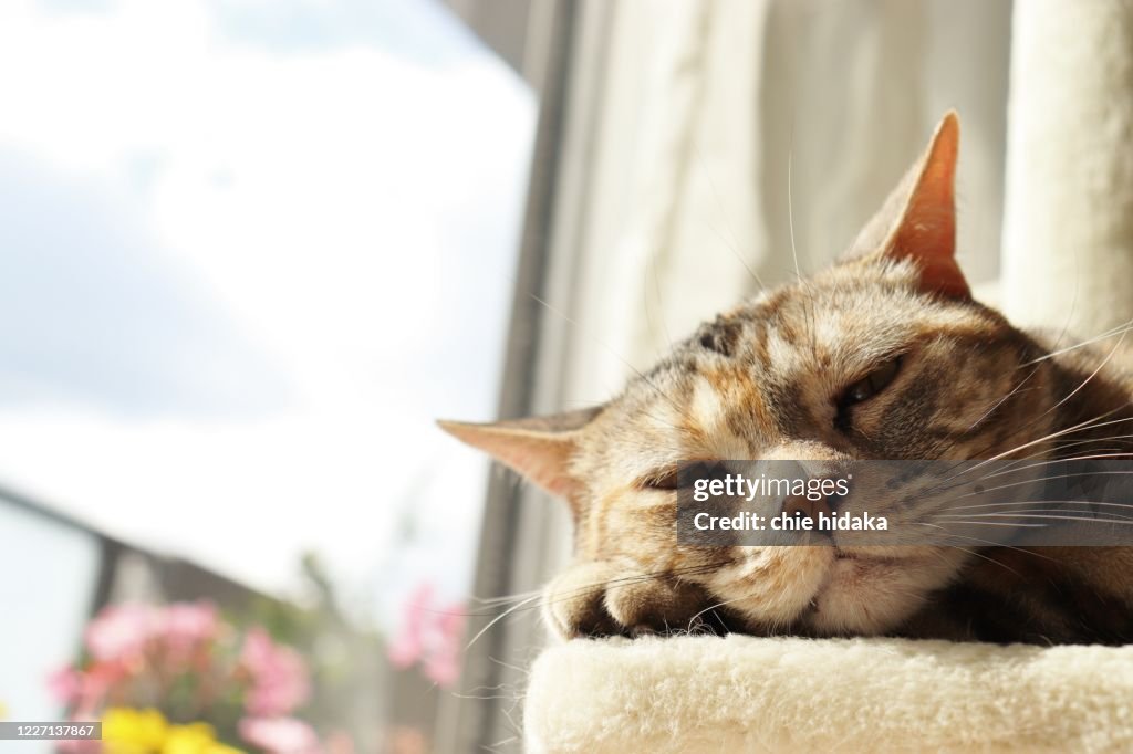 Cute cat sleeping comfortably in the sunshine.