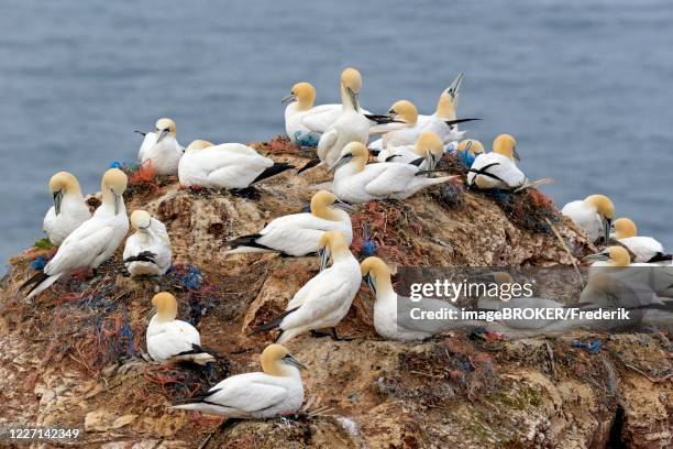 northern gannet (morus bassanus), breeding colony on a rock outcrop, heligoland, north sea, schleswig-holstein, germany - helgoland stockfoto's en -beelden