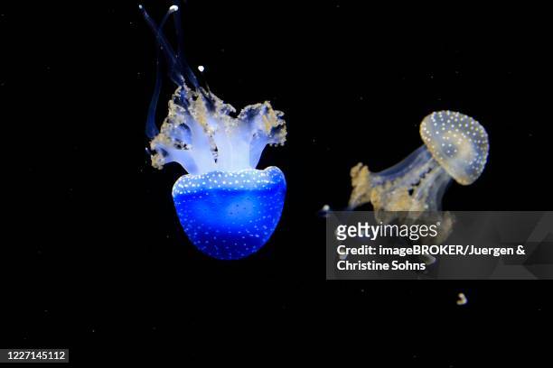 australian spotted jellyfish (phyllorhiza punctata), in water, two jellyfish, captive, switzerland - rhizostomeae stock-fotos und bilder