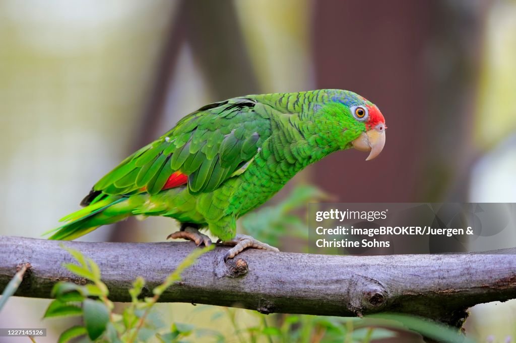 Red-crowned Amazon (Amazona viridigenalis), adult, on branch, captive, Germany
