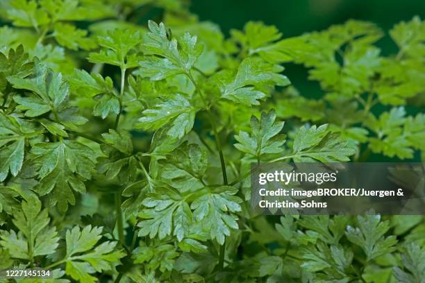 garden chervil (anthriscus cerefolium), leaves, herbs, spices, germany - chervil stock pictures, royalty-free photos & images