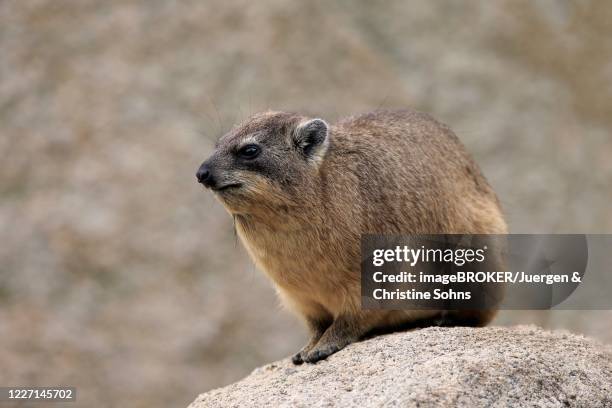 cape hyrax (procavia capensis), adult, on rock, captive, germany - rock hyrax stock pictures, royalty-free photos & images