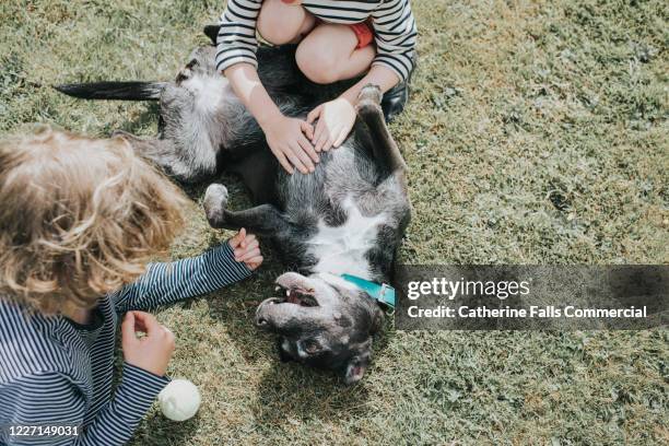 boys stroking dog - animal abdomen fotografías e imágenes de stock