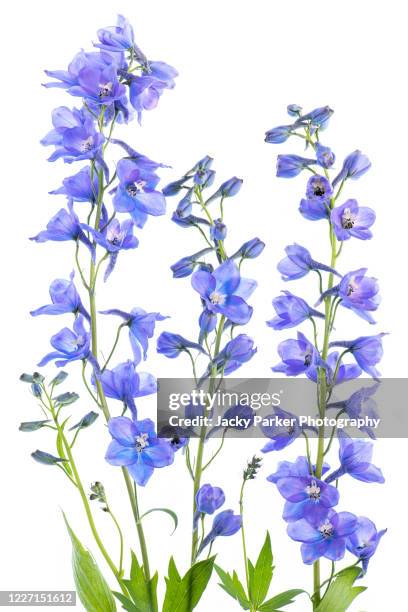 close-up, high-key image of the beautiful spring flowering, blue delphinium flowers - delphinium fotografías e imágenes de stock