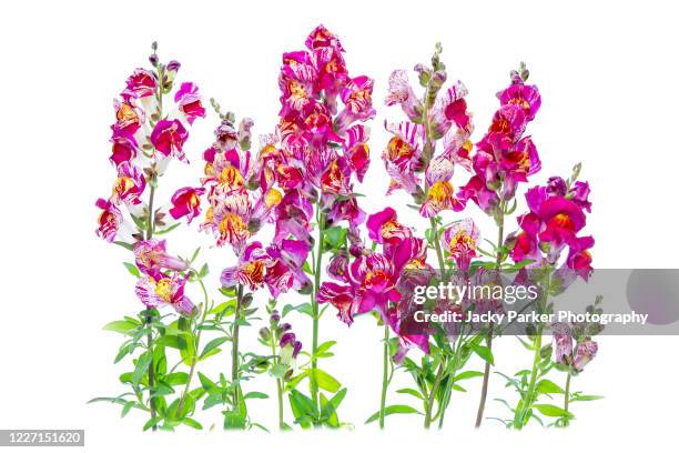 vibrant coloured flowers of snapdragon 'bizarre hybrids', antirrhinum majus bizarre mix, antirrhinum majus 'bizzare hybrids' - snapdragon stock pictures, royalty-free photos & images