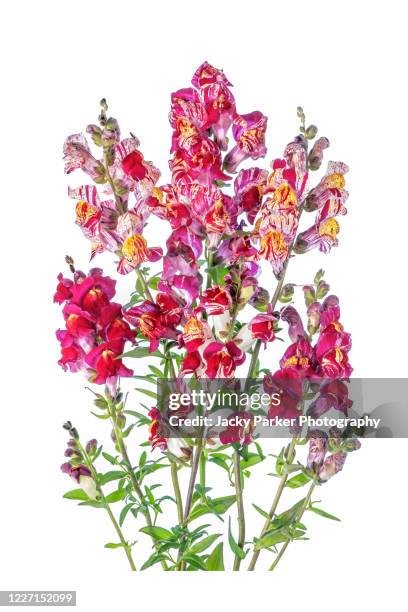 vibrant coloured flowers of snapdragon 'bizarre hybrids', antirrhinum majus bizarre mix, antirrhinum majus 'bizzare hybrids' - antirrhinum majus imagens e fotografias de stock