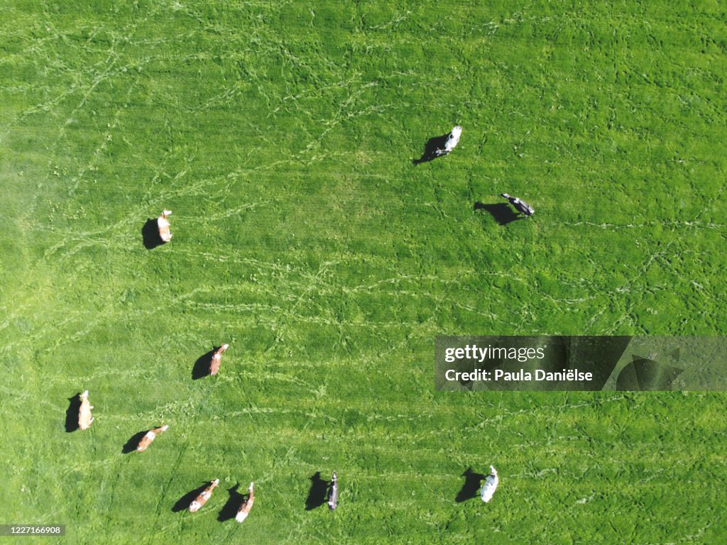 Aerial top down of landscape with cows