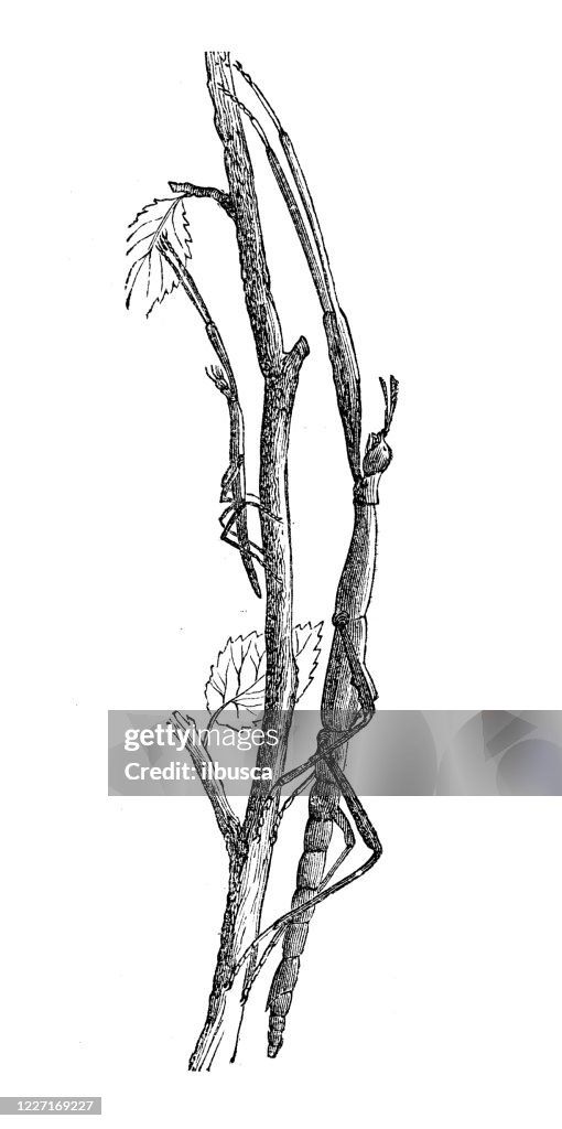 Antique illustration: Bacillus rossius